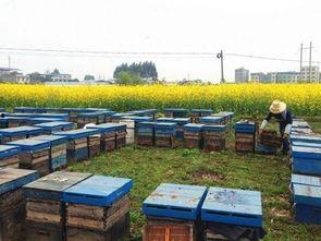 被蜜蜂蜇的图片,揭秘蜂针的威力与应对策略